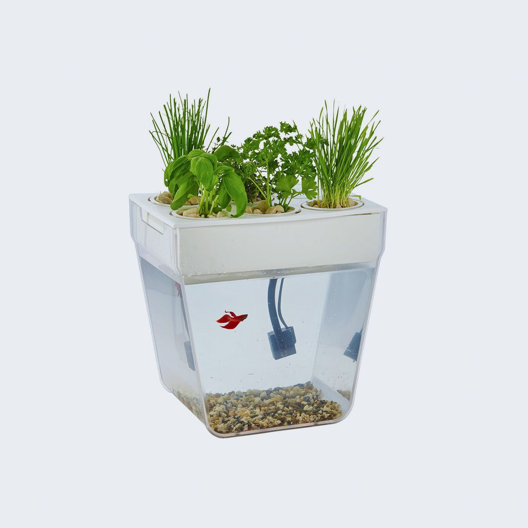 Pecera con Cultivo de Plantas