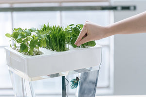 Pecera con Cultivo de Plantas